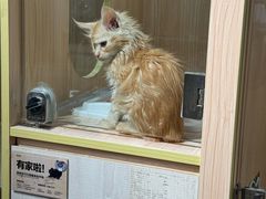 -爪爪喵星球·猫舍(卓悦中心店)