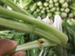 芹菜-东星临时农贸市场