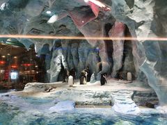 -帝企鹅自助餐厅•儿童岛•真企鹅(长隆企鹅酒店)