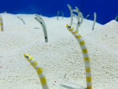 -上海海洋水族馆