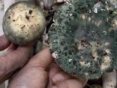 -双喜农庄·菌香园(安居家园店)