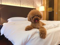 -上海崇明金茂凯悦酒店