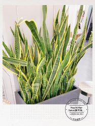 -FUTURE HN男士发型风格设计