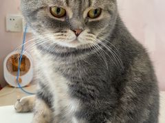 -猫咪派对(江南西店)