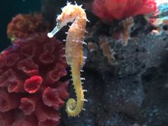 -暹罗海洋世界