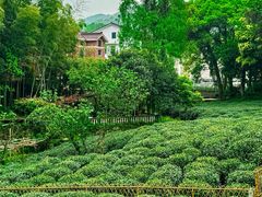 -野蔓果·山野菜(西湖景区·龙井茶田店)