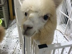 -猫色咖啡·猫咖
