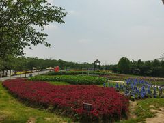 -金卉庄园