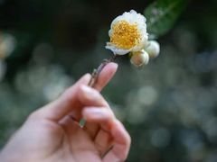 -光明小镇欢乐田园