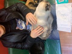 -猫色咖啡·猫咖