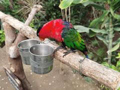 -南宫五洲植物乐园