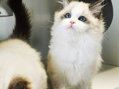 -东方名猫馆·英短金渐层布偶猫舍(环线广场1号楼店)