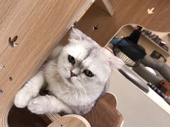 -飞行喵MR PILOT|猫舍·猫咖(静安大融城店)