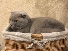 -猫友咖啡店(玉林西路店)
