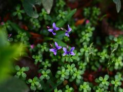 景点-铁山坪森林公园