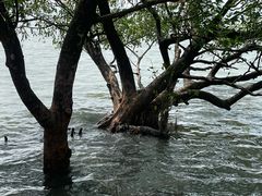 -宝安西湾红树林湿地公园