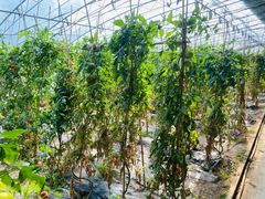 -甜心庄园·甜心草莓采摘园(西青中北店)