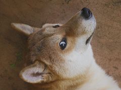 -啡语