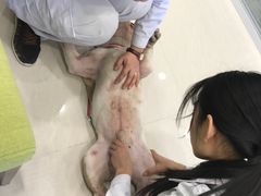 -悦宠凯宝动物医院·牙科·皮肤科(朝阳北路店)