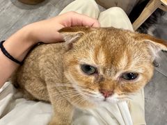 -楼上猫咖(罗湖店)