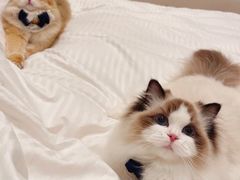 -青奢宠物·青奢猫舍