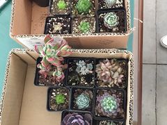 -龙大花卉苗木市场