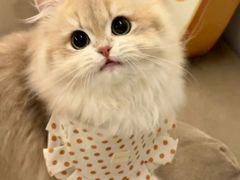 -猫十亿·布偶金渐层·曼基康矮脚猫舍(青年路店)