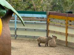 -合肥滨湖国家森林公园