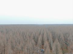 -黄海国家森林公园