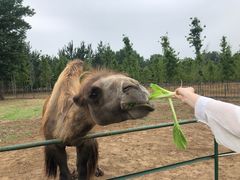 -秦皇岛野生动物园