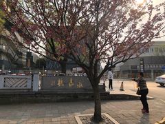 -嘉定紫藤园