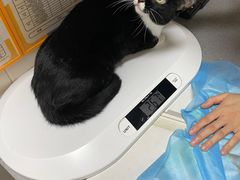 -创凡宠物医院·骨专科  猫科中心(西乡分院)