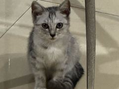 -宠颐生宠物医院·异宠猫科内科·诊疗中心宠巢店