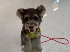 -帕帕拉兹宠物(亚洲旗舰店)