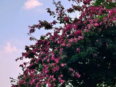 -东莞植物园