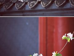 -海棠花溪(元大都城垣遗址公园)
