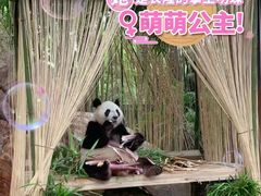 -广州长隆野生动物世界