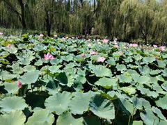 -莲花池公园