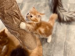 -楼上猫咖(罗湖店)