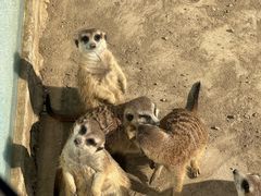 -合肥滨湖国家森林公园