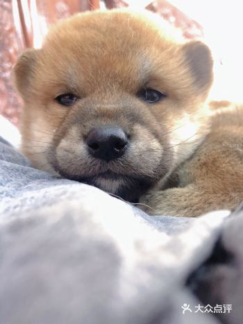 「怪兽柴犬」 经常在电视和网上看到柴犬,第一眼就爱