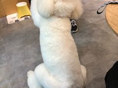 -小尾巴宠物店(万科·金域华庭店)