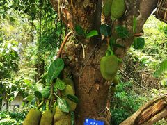 -中国科学院西双版纳热带植物园