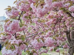 -莲花池公园