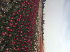 荷兰花海-荷兰花海