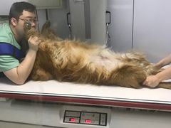 -爱侣宠医·鹦鹉专科·小型哺乳类·异宠专科(灵石路店)