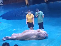 -烟台海昌鲸鲨海洋公园