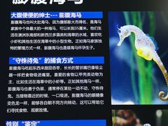 -上海海洋水族馆