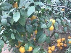 -南通洲际绿博园