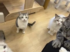 -有喵·猫咖·狗咖·30几只猫10只小狗(岗厦店)
